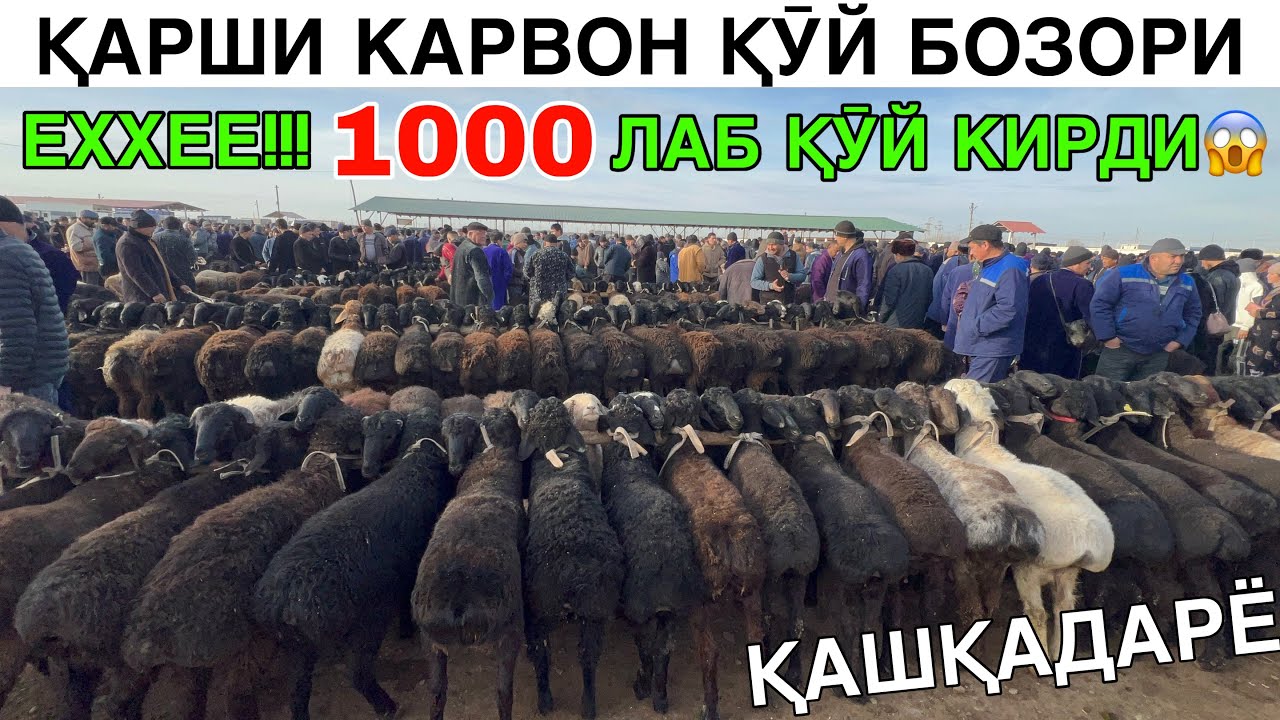 ҚӮЙ КӮП САВДО ЙӮҚ. ҚАРШИ КАРВОН ҚӮЙ БОЗОРИ. ҚӮЙ, ҚӮЧҚОР ВА ЕЧКИ НАРХЛАРИ. ҚАШҚАДАРЁ 8-ФЕВРАЛ 2026