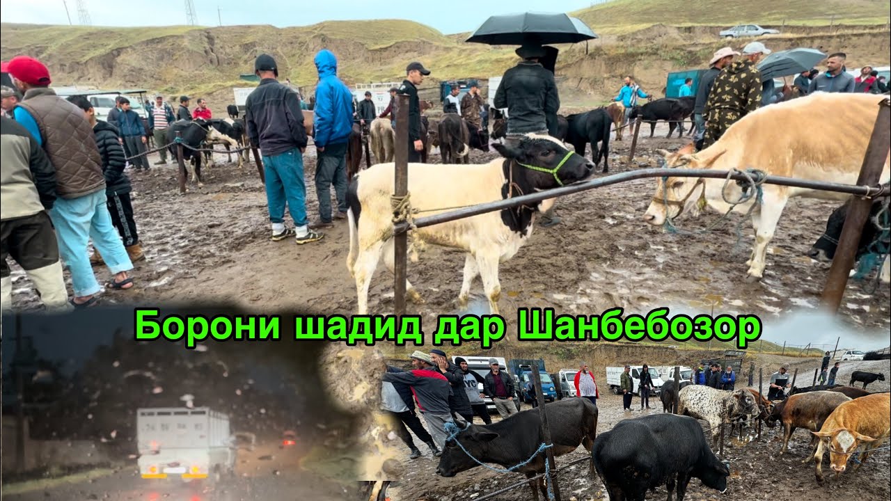 Борони шадид дар Шанбебозор Шохнами сахт обзора чазир кард ,  25 мая 2024 г.