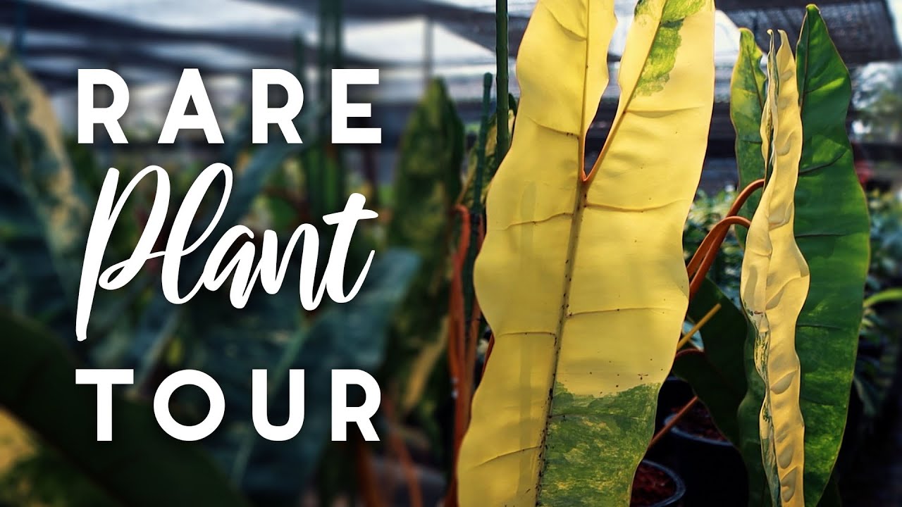 Thailand Nursery Rare Plant Tour!