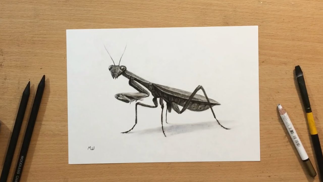 How to Draw a Praying Mantis in Charcoal - Insect Drawings