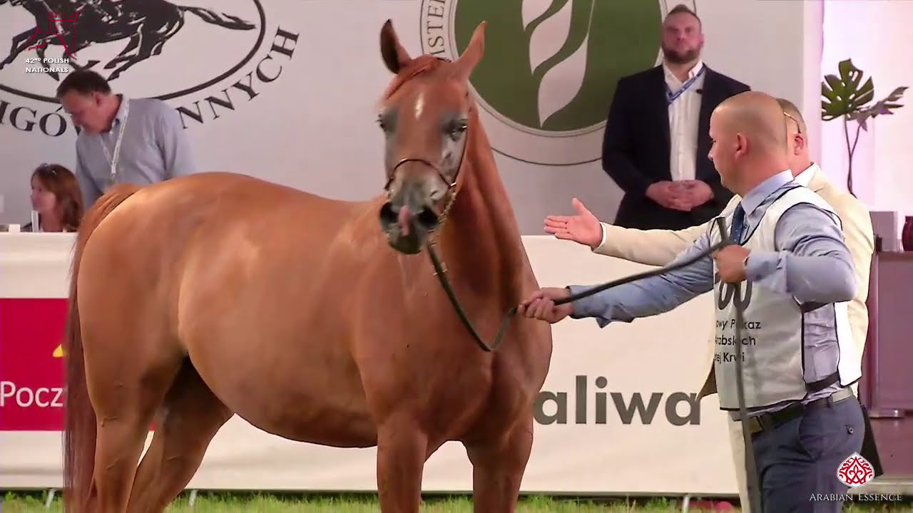 N100 PREGOLA - 2020 PRIDE OF POLAND - 42nd Arabian Horse National Show - 4-6 Years Old Mares (Cl...