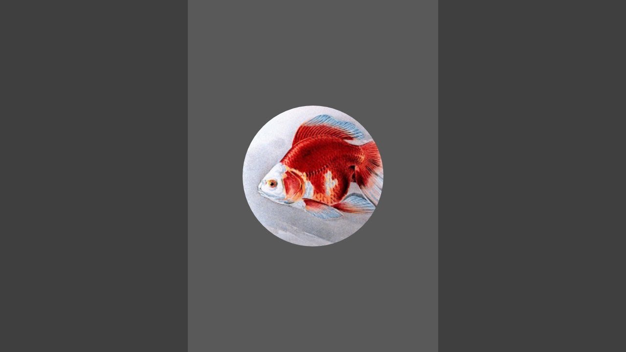 A Natureza é Maravilhosa Longa Vida - Piscicultura🌎Live-190 #kinguios #goldfish #natureza #biologia