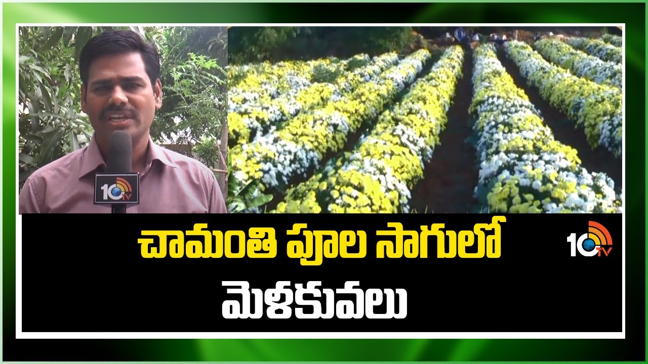 చామంతి పూల సాగులో మెళకువలు | Chrysanthemum Flower Cultivation | Chamanthi Sagu | Matti Manishi |10TV