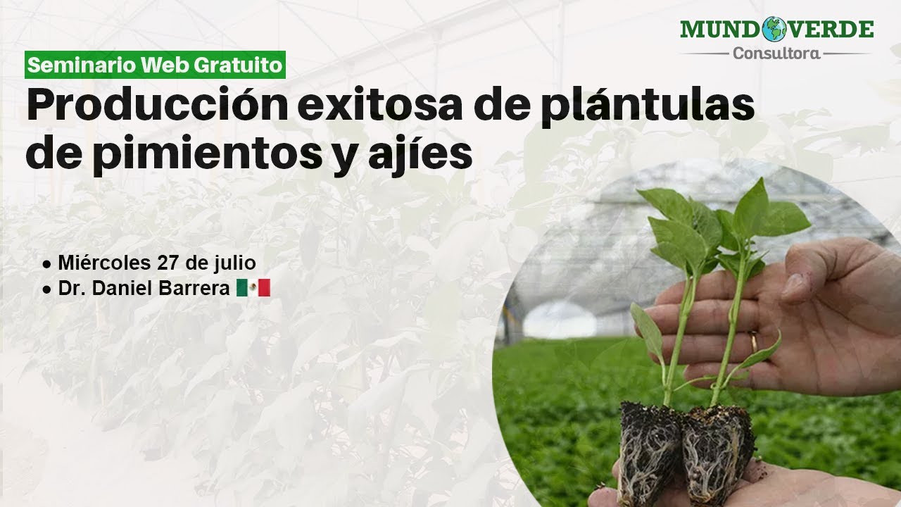 Producción exitosa de plántulas de pimientos y ajíes 2022