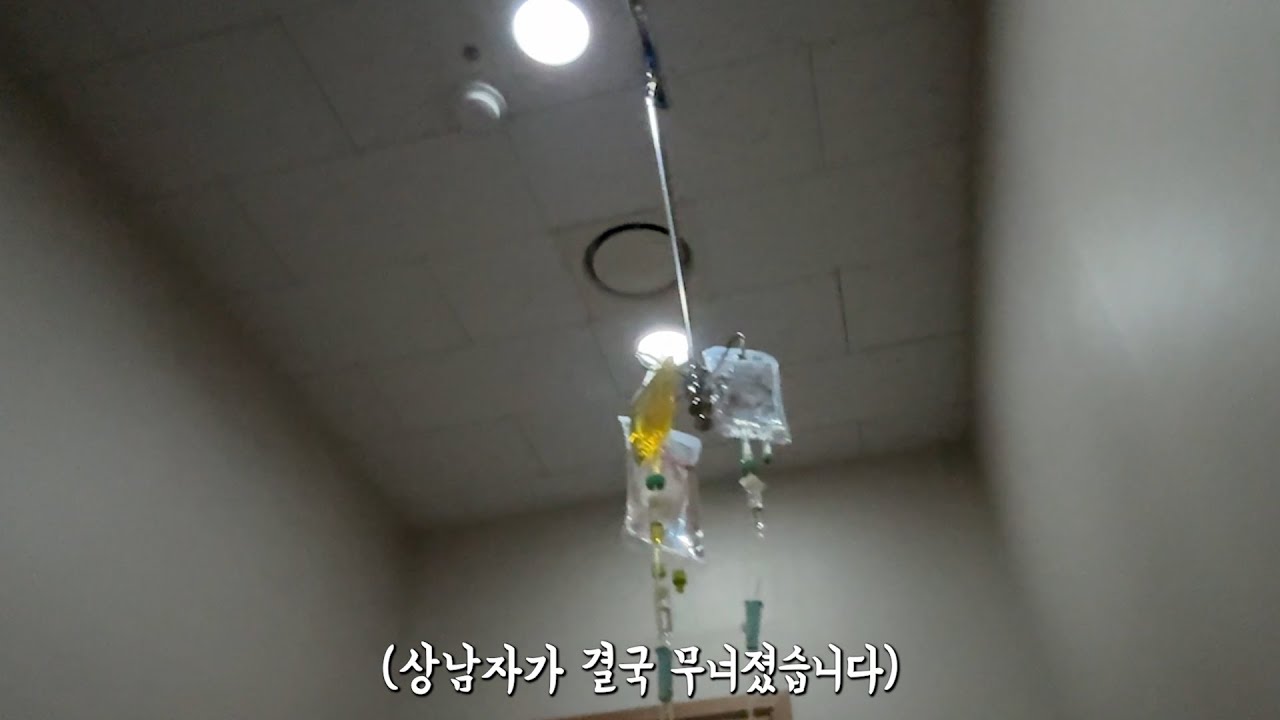 상남자 둘기 죽다 살아났습니다