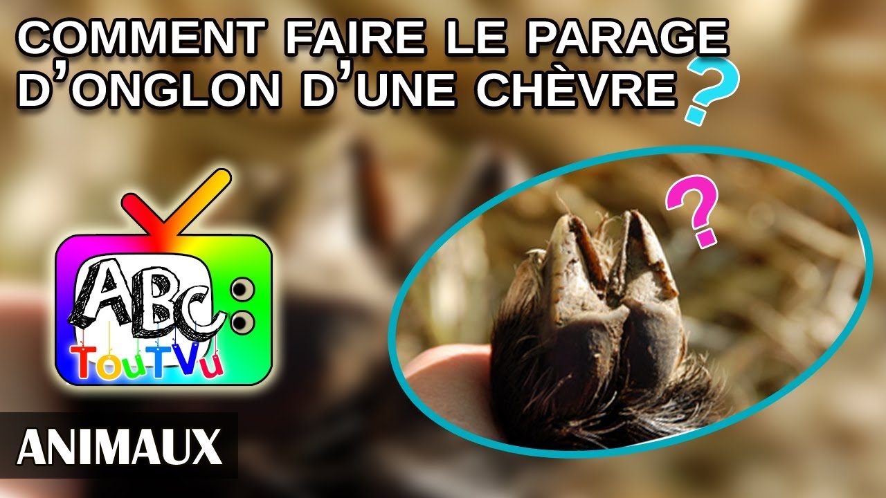 Animaux : comment faire le parage des onglons d'une chèvre?