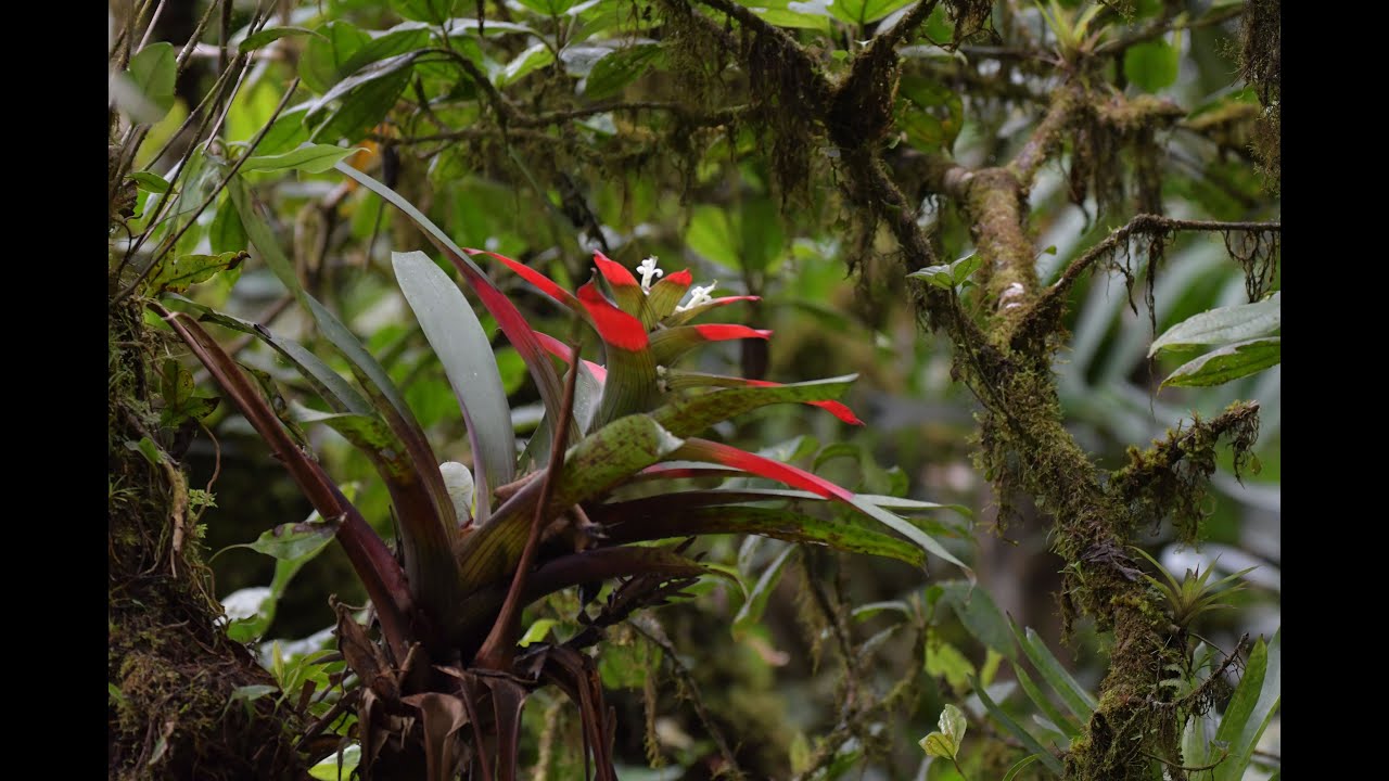 Chucanti Cloud Forest - Bosque Nuboso