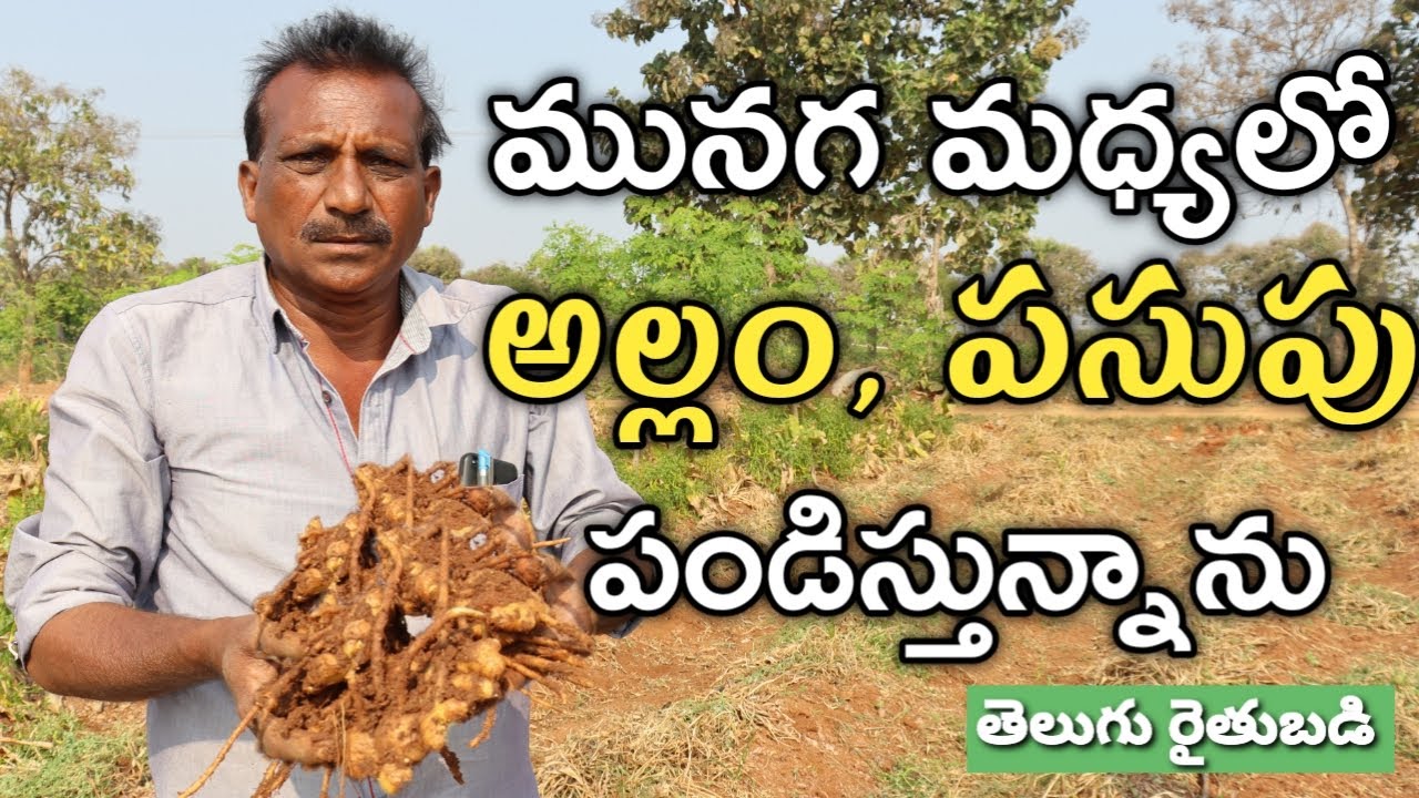 మునగ సాగులో అంతర పంటలుగా అల్లం, పసుపు, మిర్చి.. | Ginger Farming in Drumstick Garden | రైతు బడి