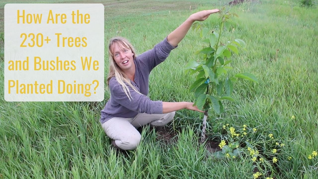 How Are the 230+ Trees and Bushes We Planted Doing? -  Life in a Tiny House called Fy Nyth
