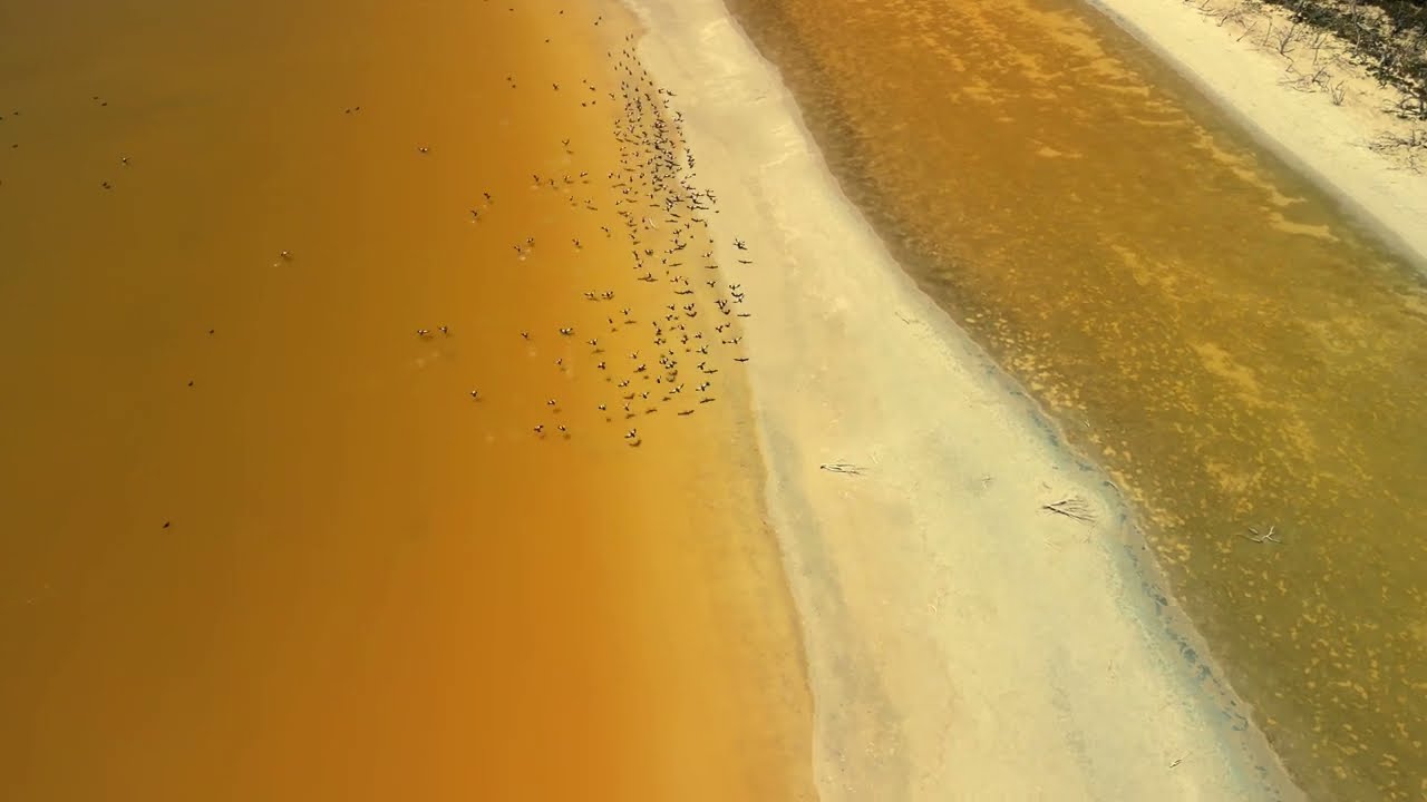 Discover the Stunning Yellow Salt Lake of the Great Southern 🌅✨ | Nature's Hidden Gem 🌿🦅