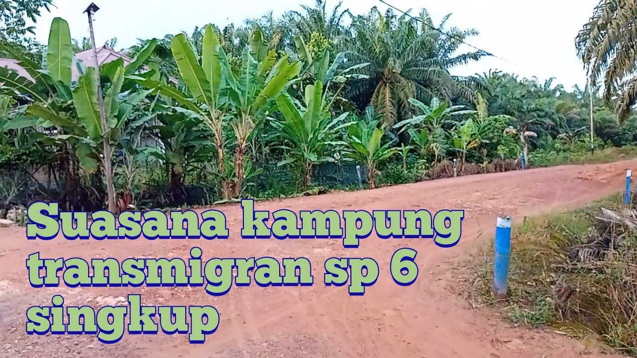 SUASANA KAMPUNG TRANSMIGRASI SP 6 SINGKUP