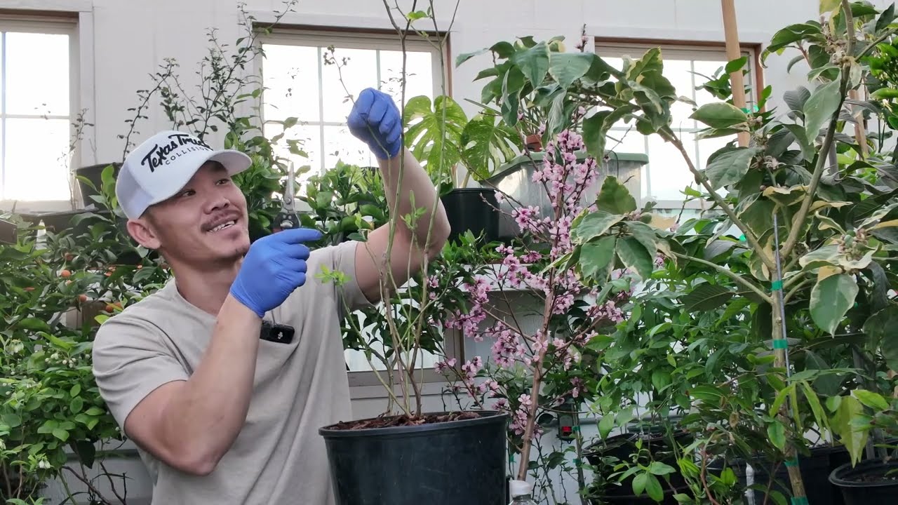 Up-potting Online Ordered BLUEBERRY Actively Growing Bare Roots Tips and Pointers For Success