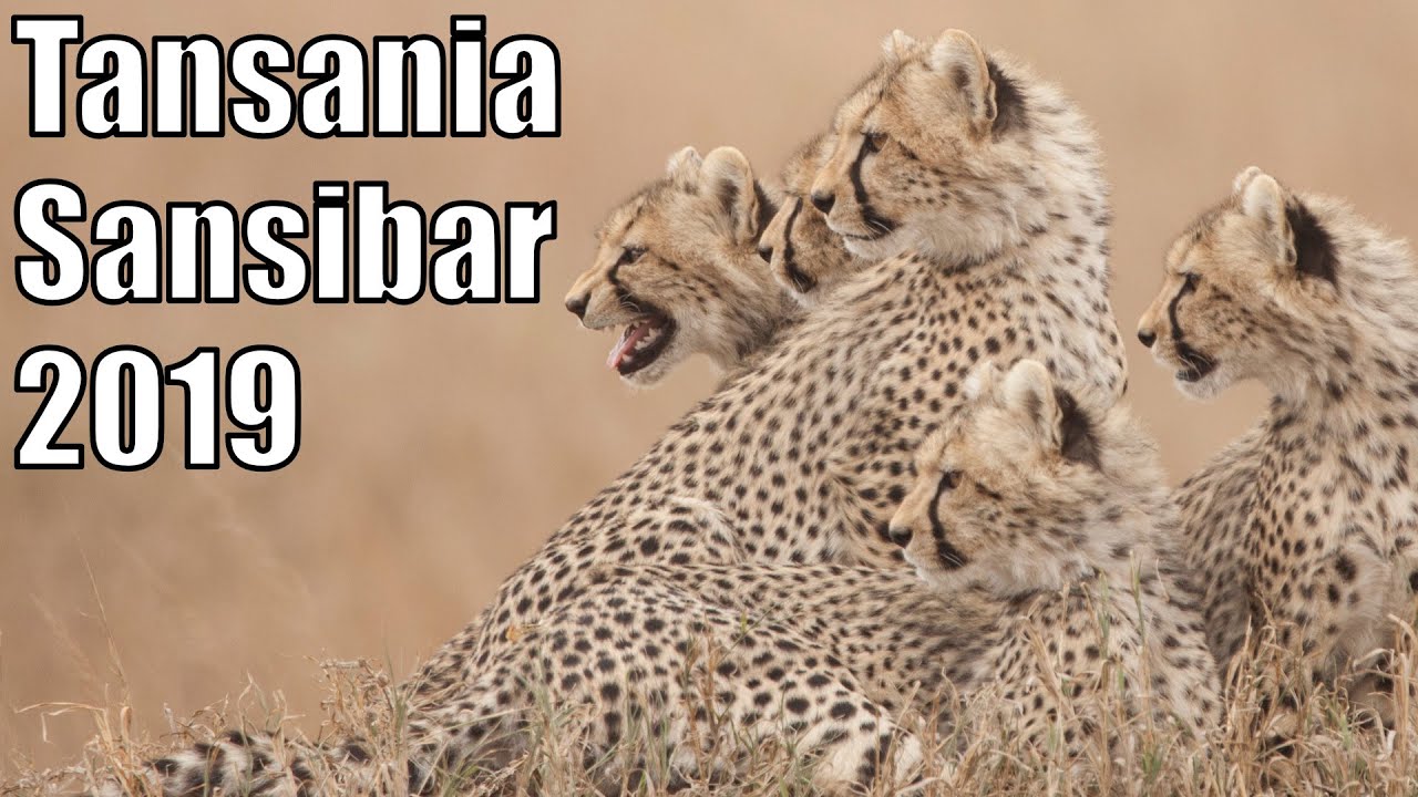 Tansania Safari und Strandurlaub auf Sansibar 2019 mit vielen Geparden