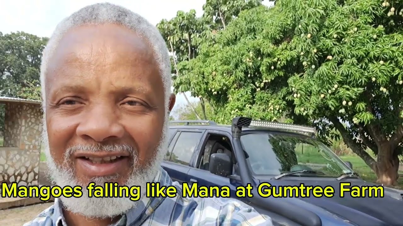 Mangoes falling like Mana from heaven at Gumtree Farm.
