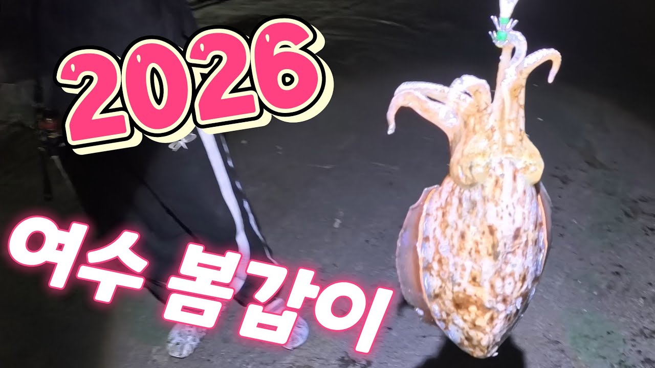 2026 봄갑오징어, 여수에도 붙었다 