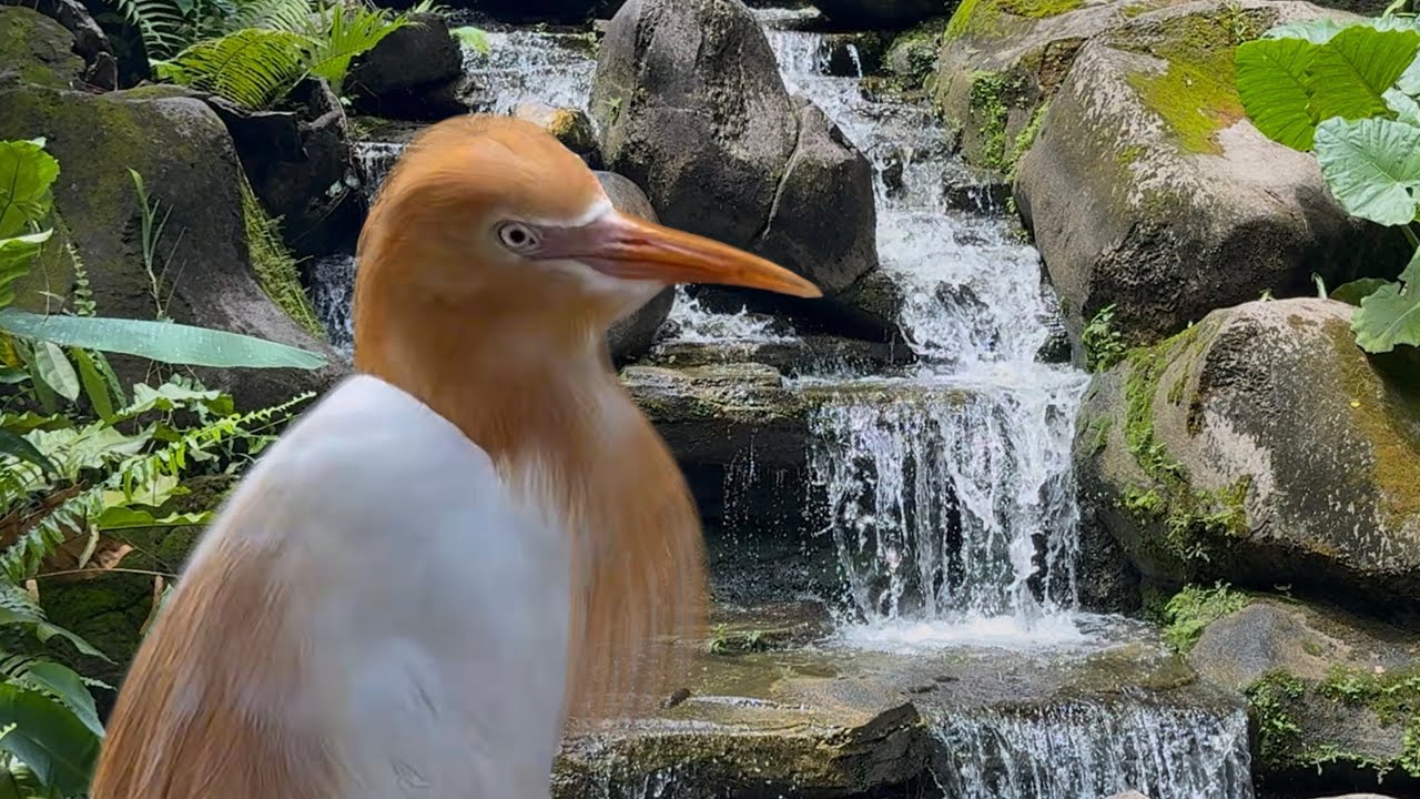 Singing Birds & Water Sound | Stress Relief | Birds Life In the Bird Park | Nature Therapy
