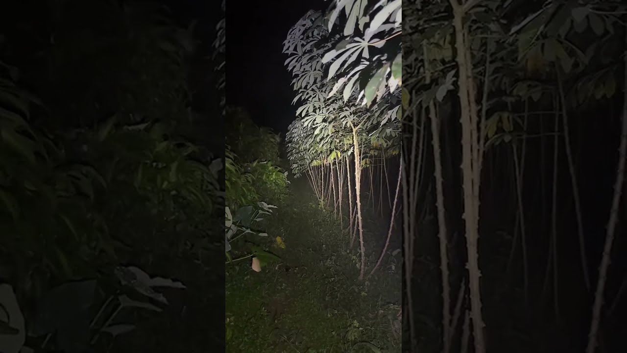 🔴 Explore Gunung Salak | Felix