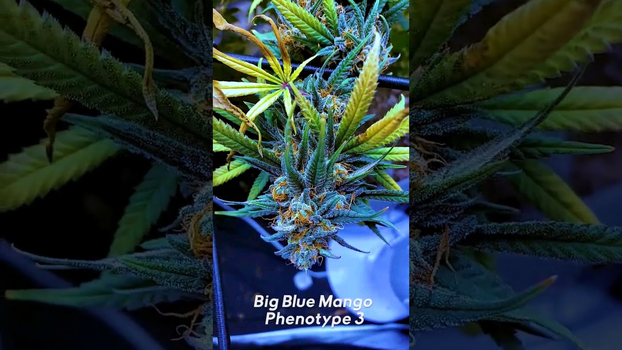 Big Blue Mango Grow #shorts #gardening #trichomes