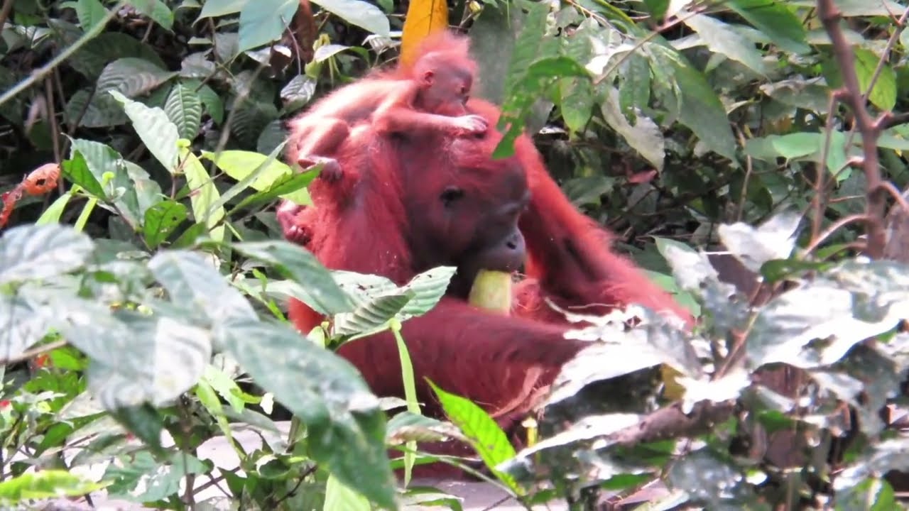 Apes and Monkeys feeding together in Borneo #orangutan #NotExtinctYet