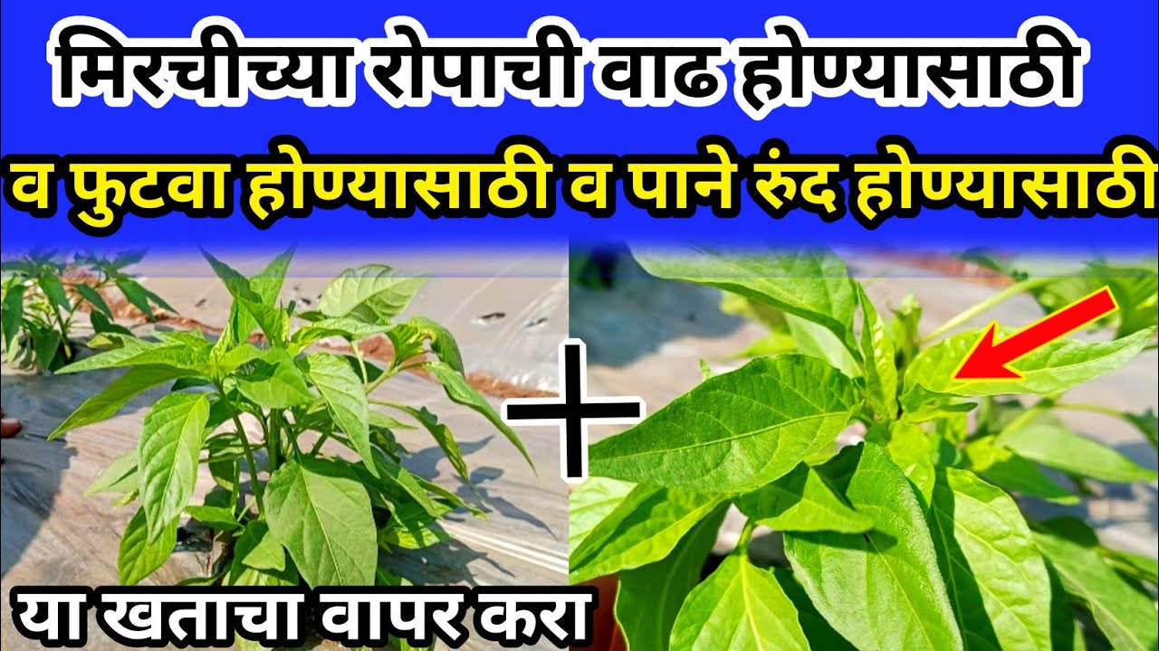 मिरचीच्या रोपाची वाढ होण्यासाठी व फुटवा होण्यासाठी या खताचा वापर करा.
