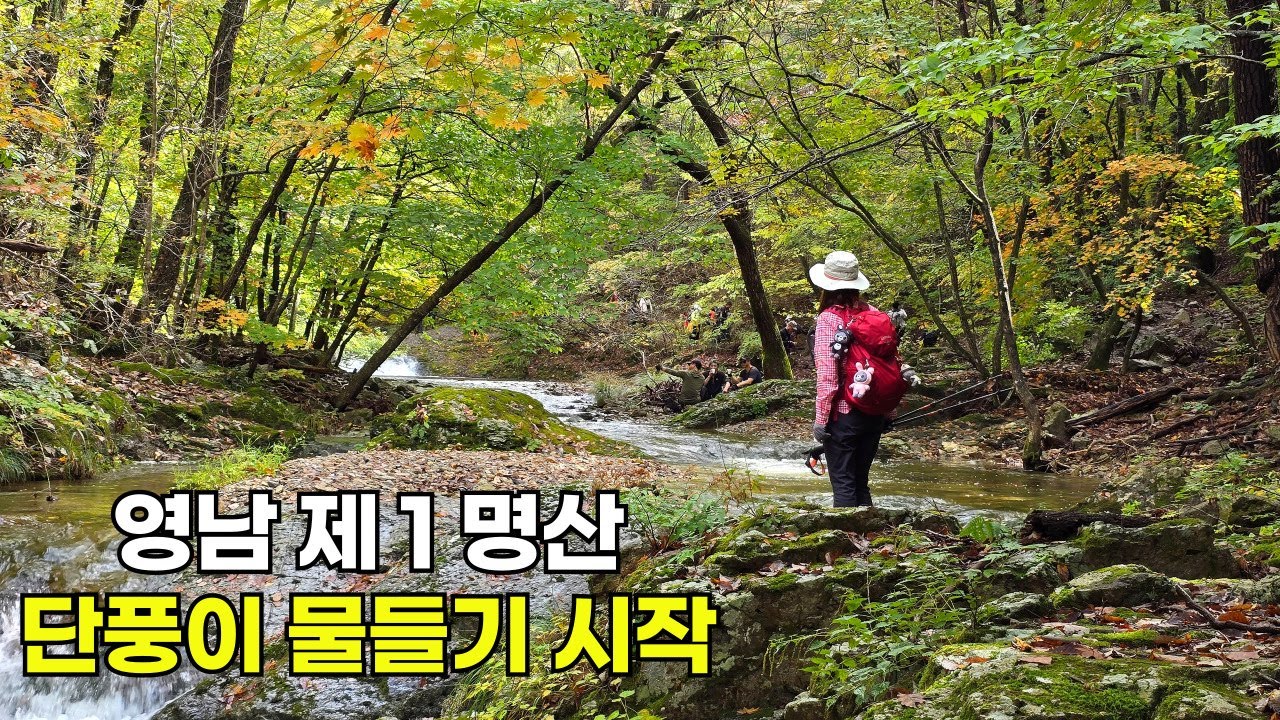 가을에 놓치기 아까운 단풍 명산 | 노랗게 물들어 가는 영남 제1명산 | 설레임 가득한 주왕산 단풍 시작 | 용연폭포, 절구폭포, 용추폭포 역대급 물폭탄