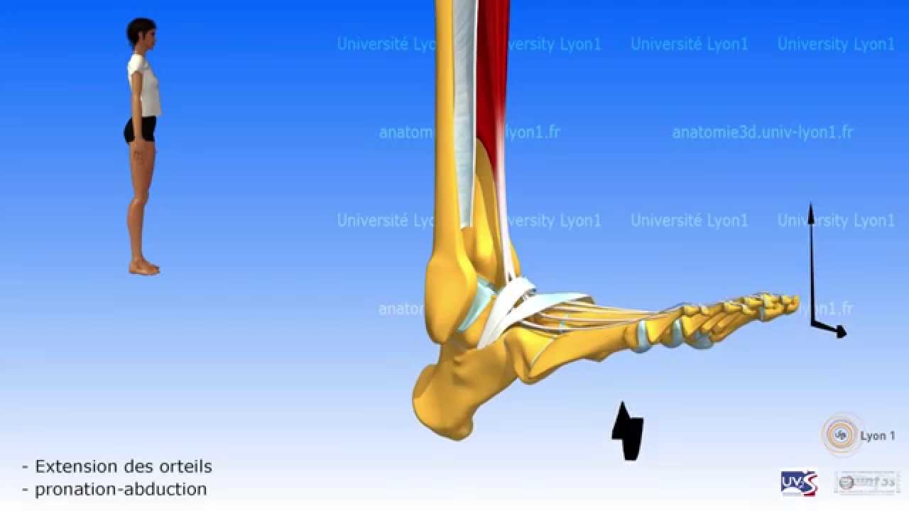 La jambe. Loge antérieure. Le retinaculum de la loge des extenseurs du pied.