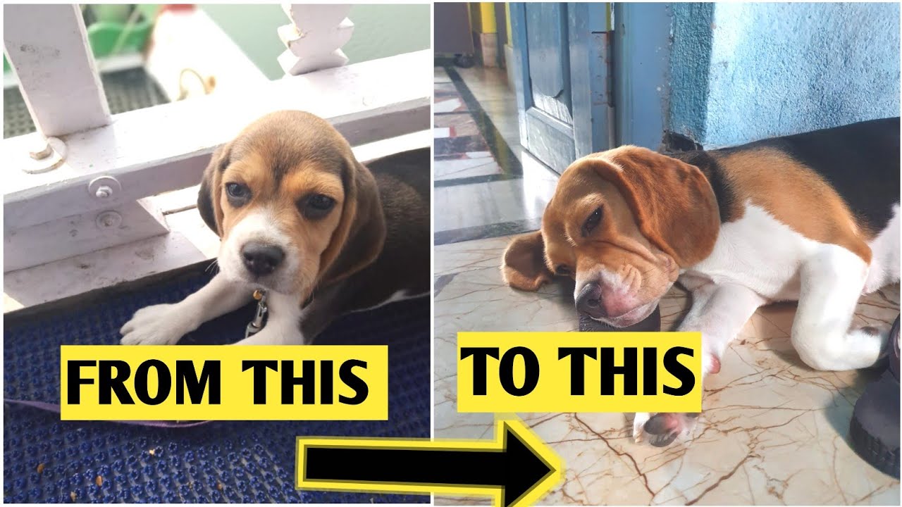 Beagle Puppy Transformation From 3 Months to 2 Years : Puppy To Adult (female)