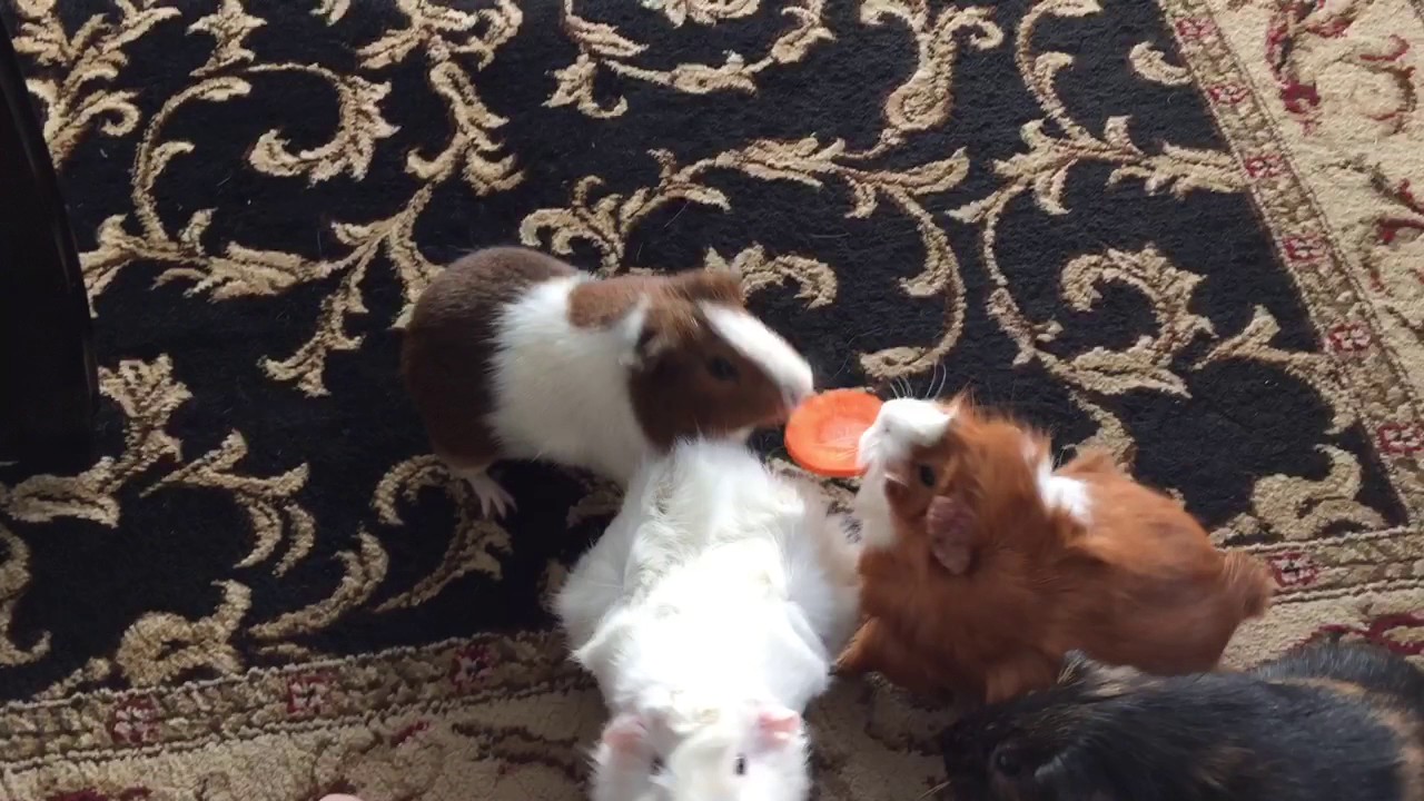 Guinea pig tug-o-war over a carrot chip
