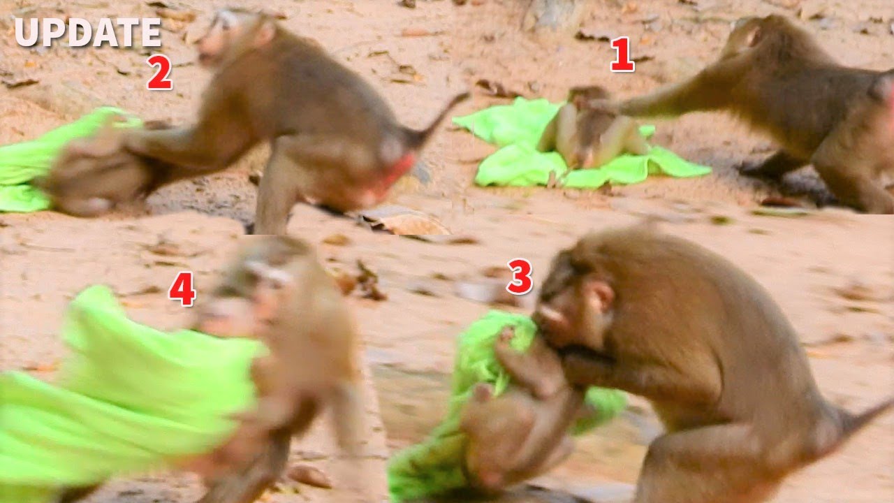 Abandoned Monkey Sovana Cry Not Follow When Bonita  Adopt Her|Bonita Want Adopt Sovana To Troop