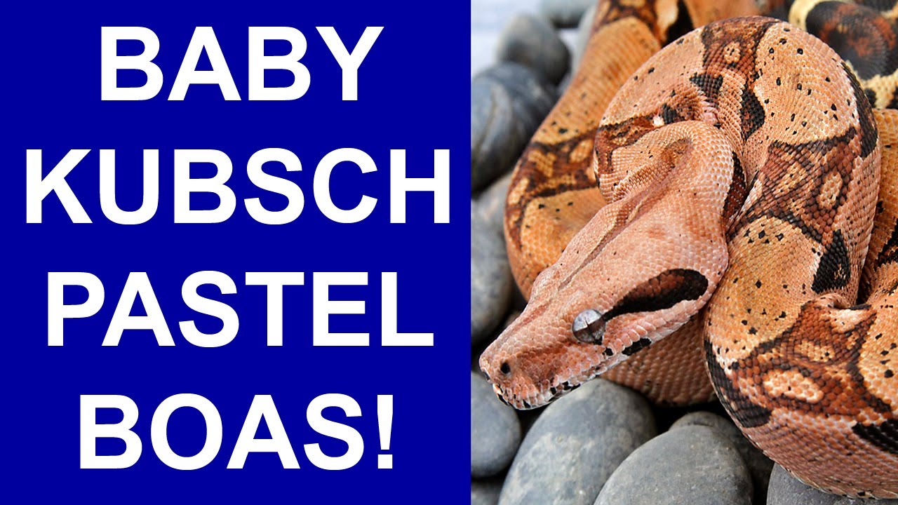 Kubsch Pastel Colombian Boa Constrictor Litter UPDATE!