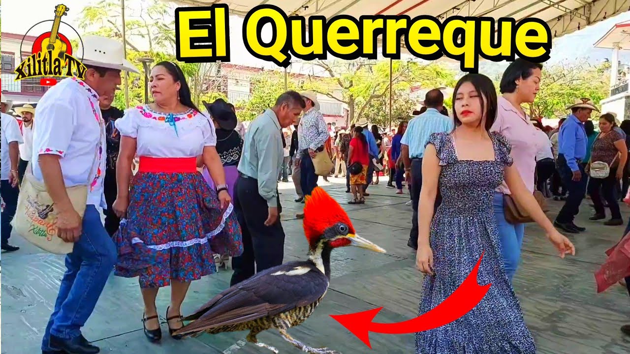 🔥ALGO PASA en la TARIMA cuando suena este HUAPANGO! ¿QUE SERA?🔥