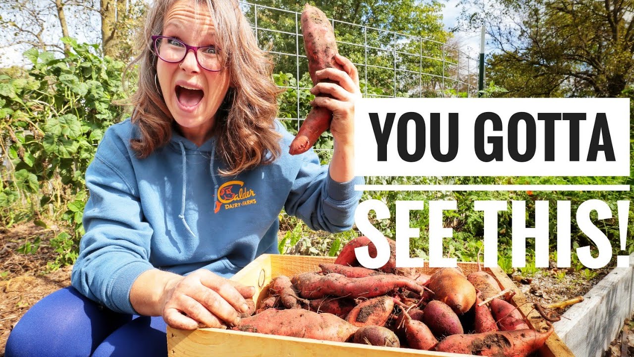 The HAPPIEST Garden Harvest | Growing Sweet Potatoes with Ruth Stout Method