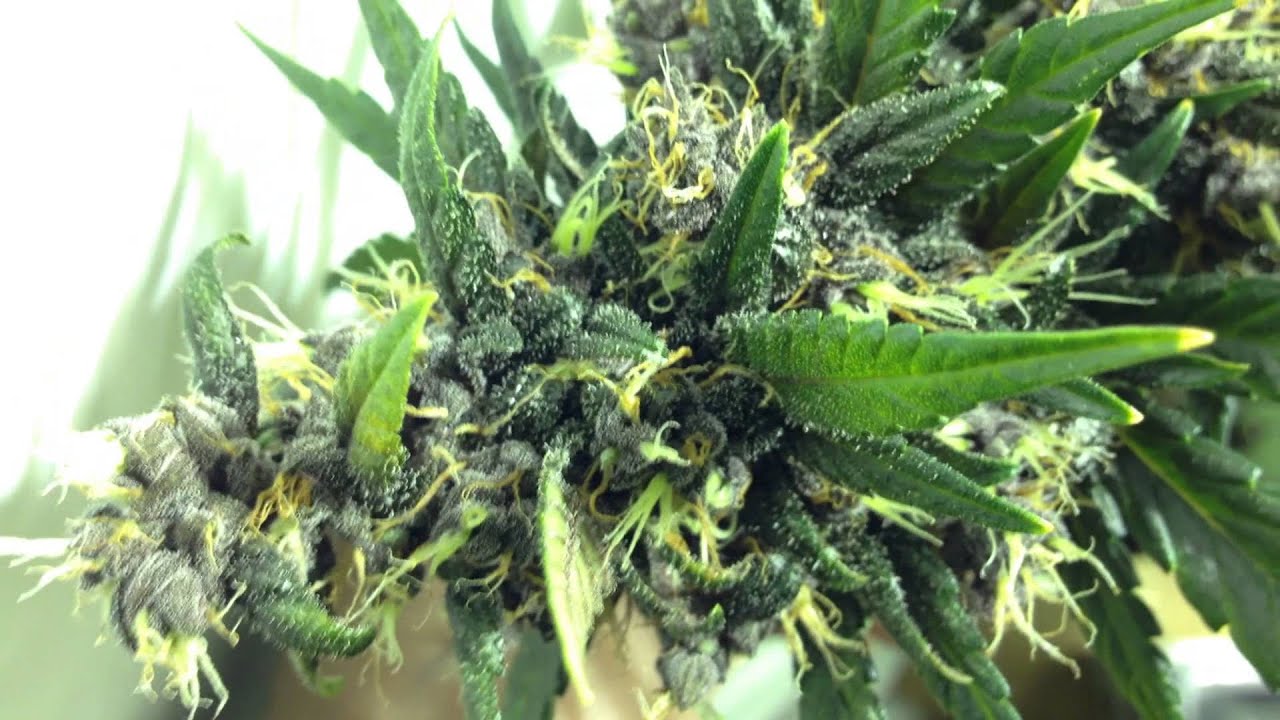 400w sweet red poison finale. Upcoming strains