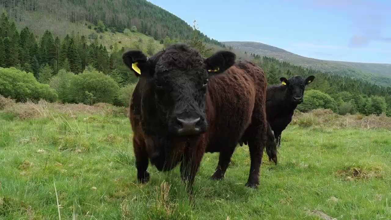 Wild Ennerdale - Introduction