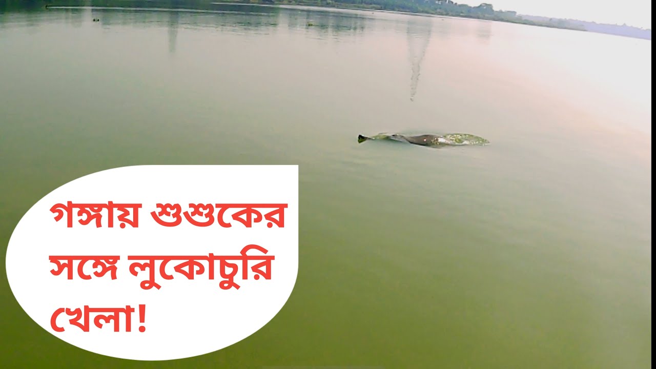 Ganges River Dolphin Near Sabuj Dweep II গঙ্গায় শুশুকের সঙ্গে লুকোচুরি খেলা! 