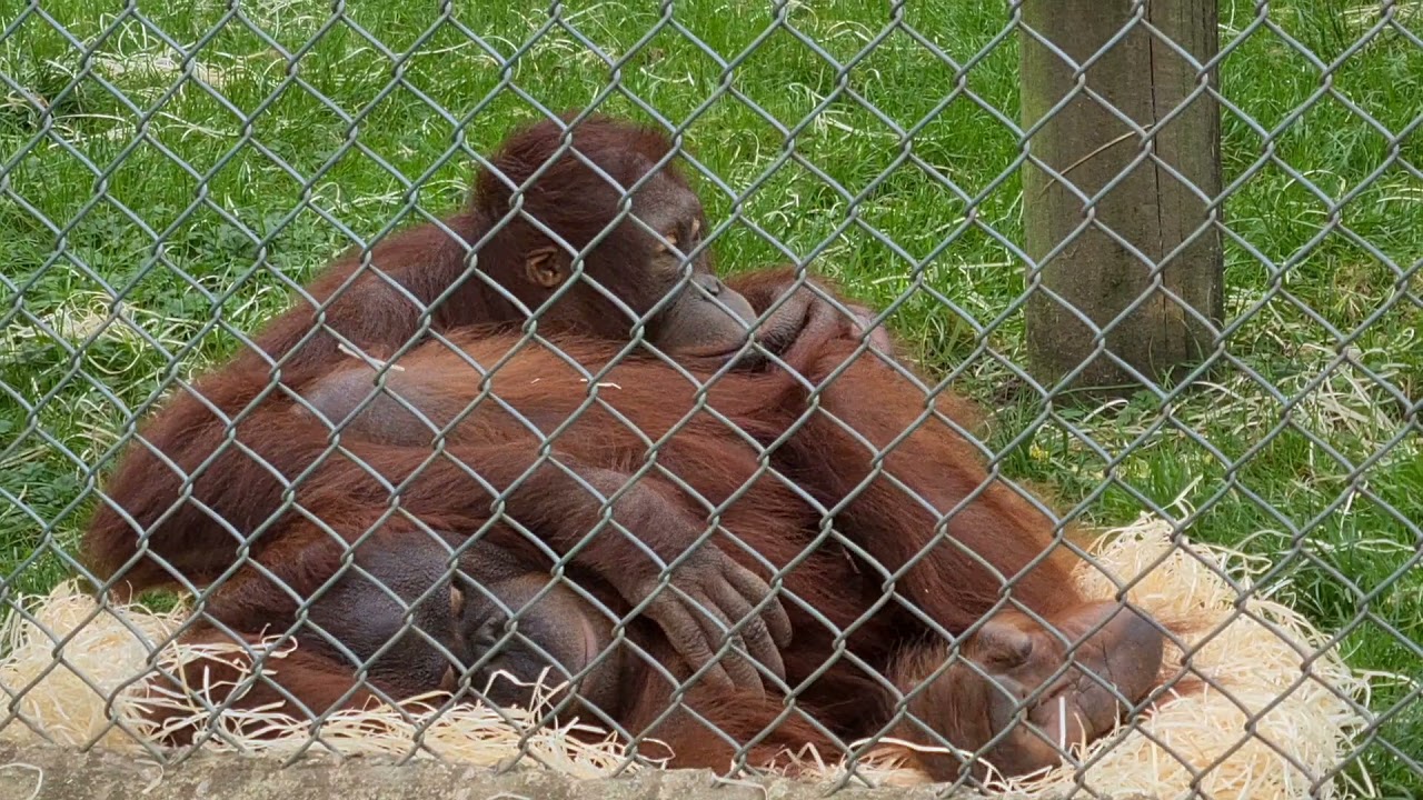 Mimi and Oshine snuggling at Monkey World Ape Rescue Centre Dorset
