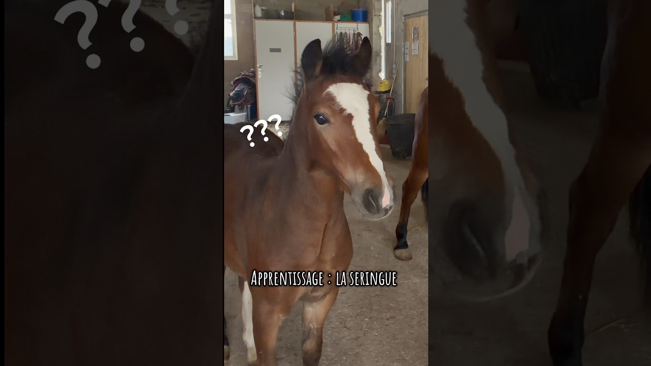 Syringe training for foals 🐴💝 #horse #riding #horse #foal #animals