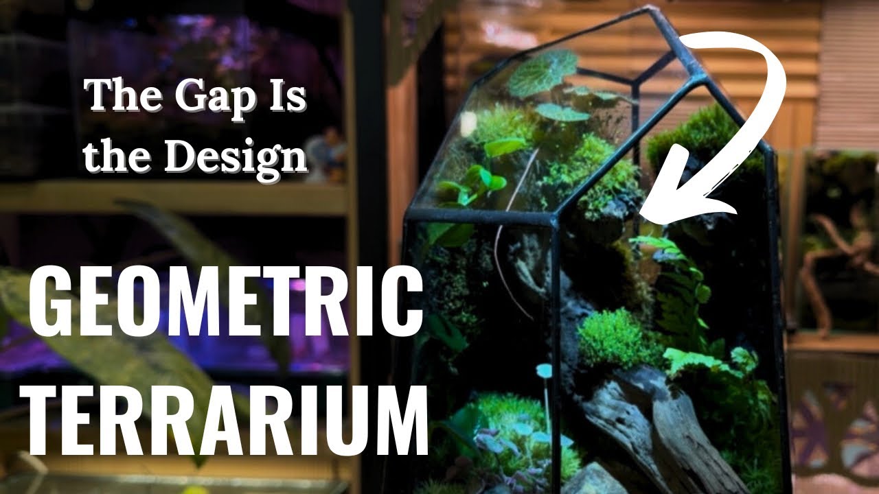 Creating a Ravine Landscape in a Geometric Terrarium