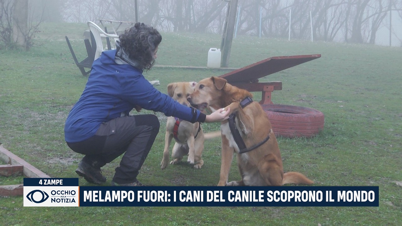 Melampo fuori: i cani del canile scoprono il mondo