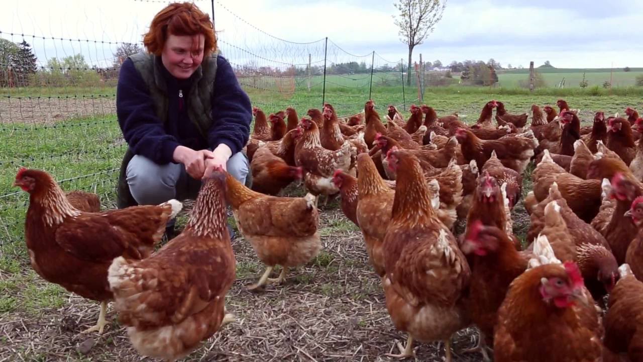 Johanne Schimming   hønsemutter og Økologisk Frontløber 2016