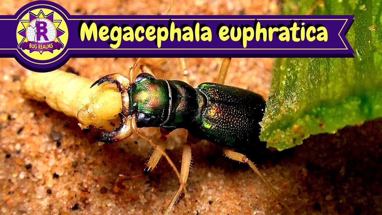 SAVAGE but BEAUTIFUL Tiger beetles!