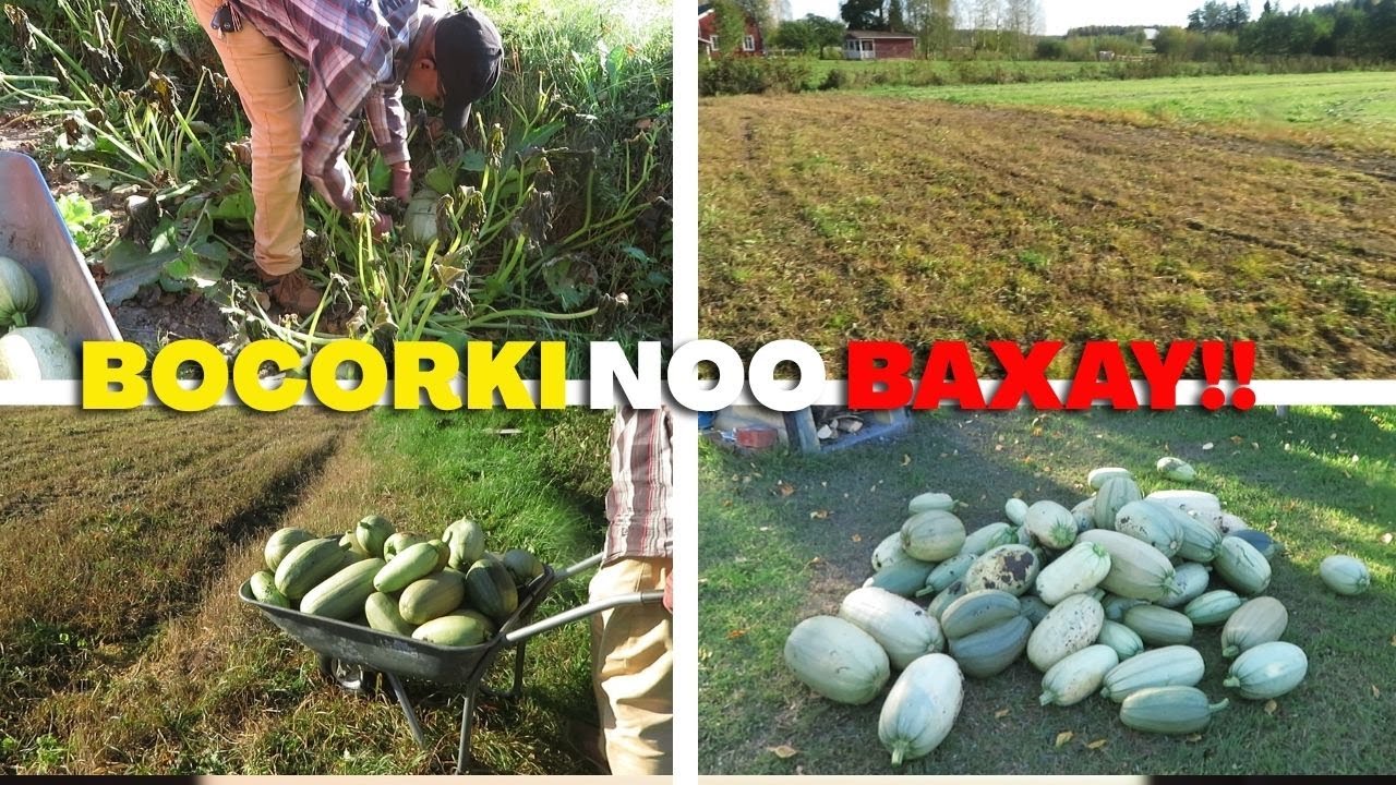 BOCORKI NOO BAXAY SANADKAAN NALA ARKA!