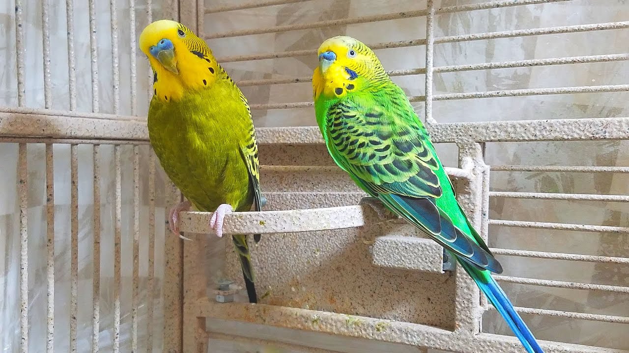 If your budgies don’t chirp, playing this video will help lonely birds start to chirp.