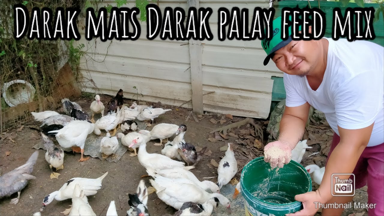 Darak mais at darak palay feedmix