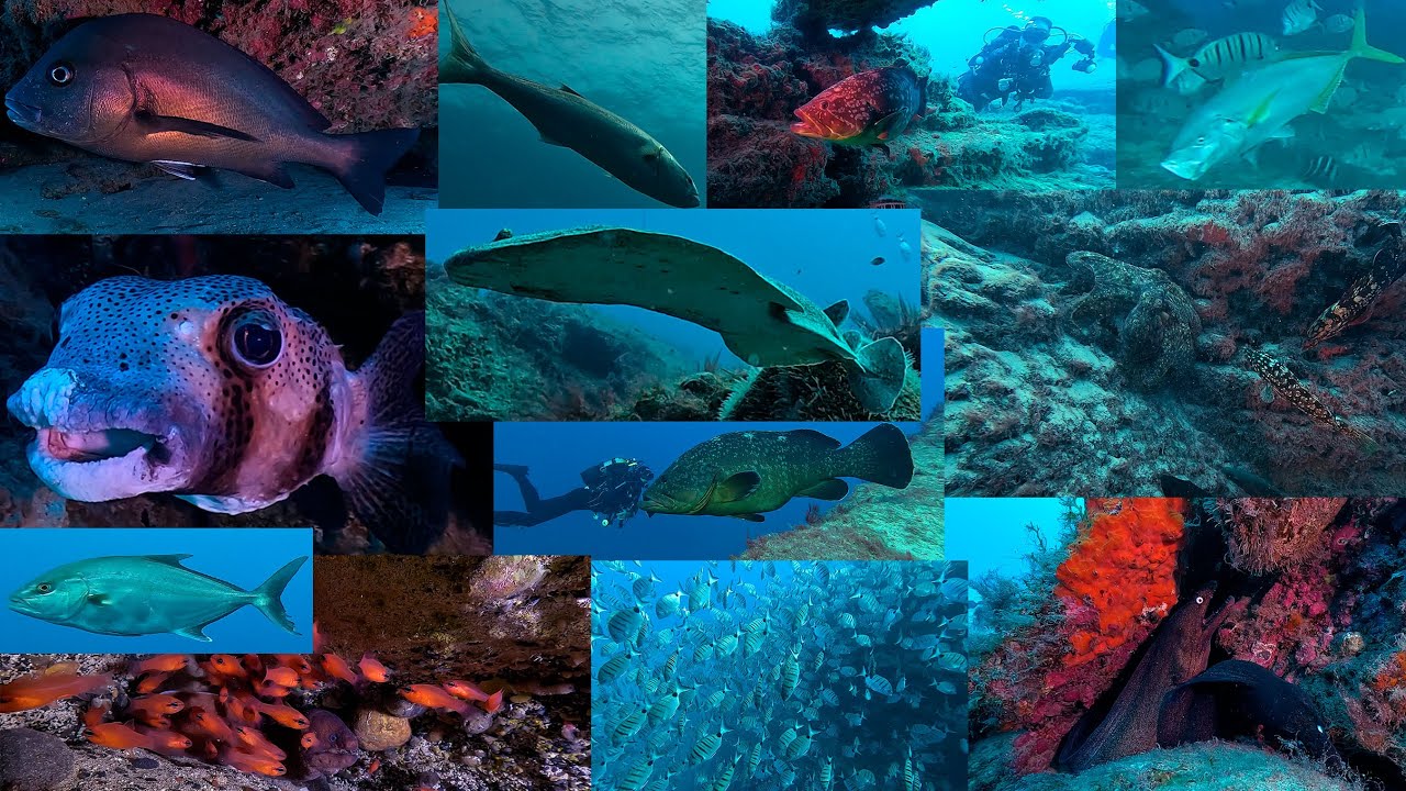 Buceo en Veril Grande, Faro de Jandía, Fuerteventura 06-12-2024