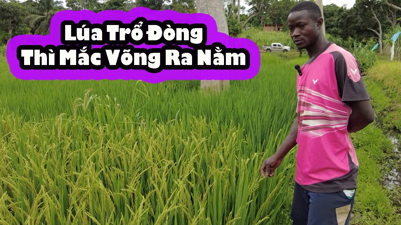Bồi thêm kiến thức cho Antonio chống lại lẻ thù của lúa|| 2Q VLogs Cuộc Sống Châu Phi