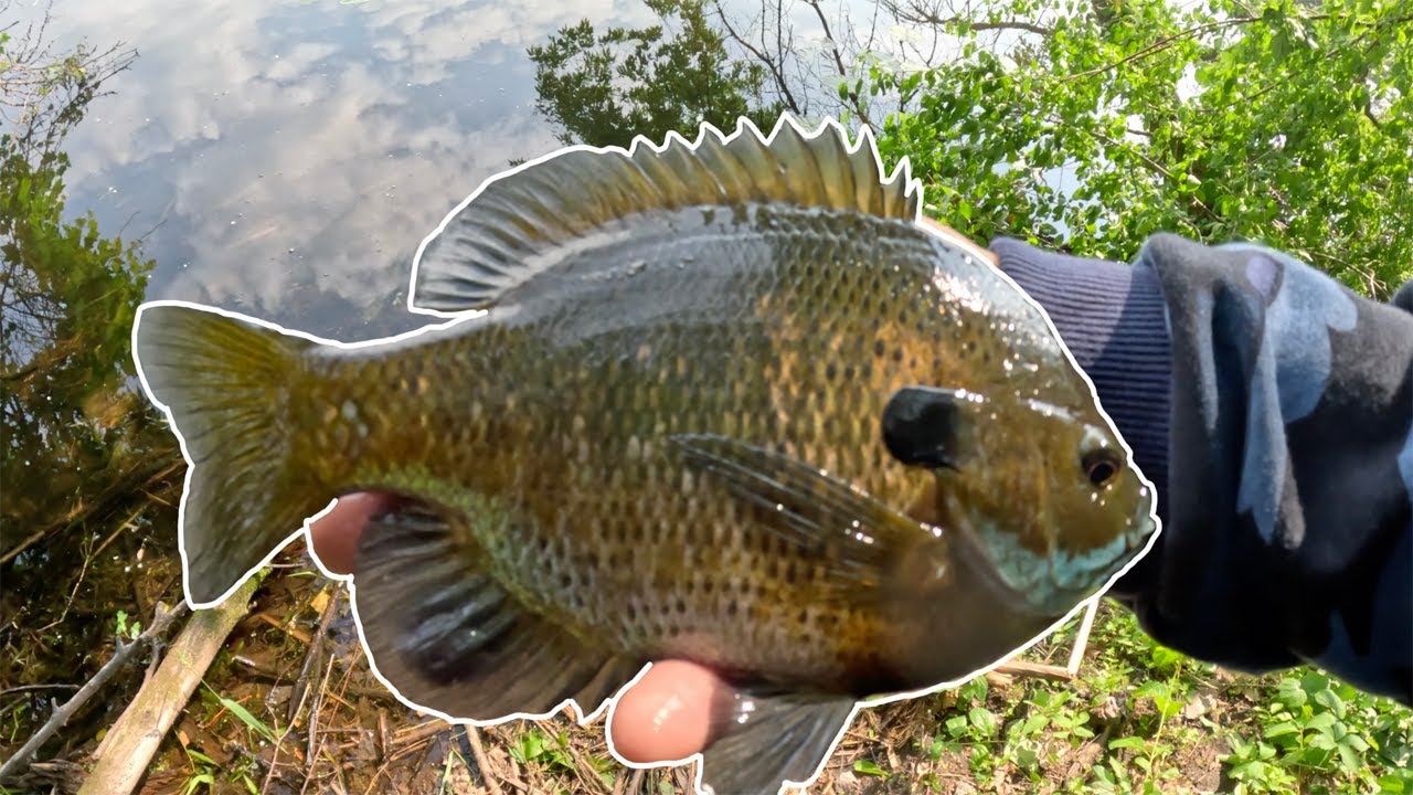 Shore Fishing for Massive Bluegill