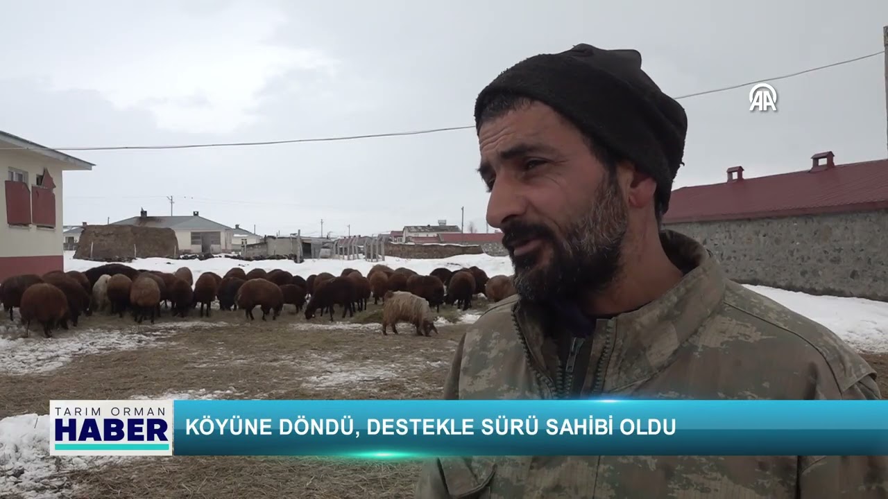 Köyüne döndü, destekle sürü sahibi oldu