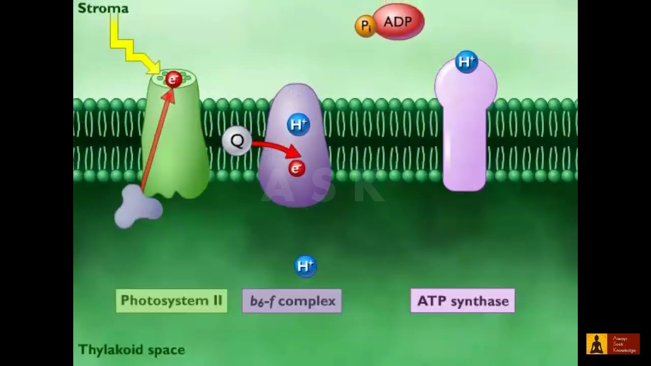 Photosynthetic NADPH and ATP Synthesis