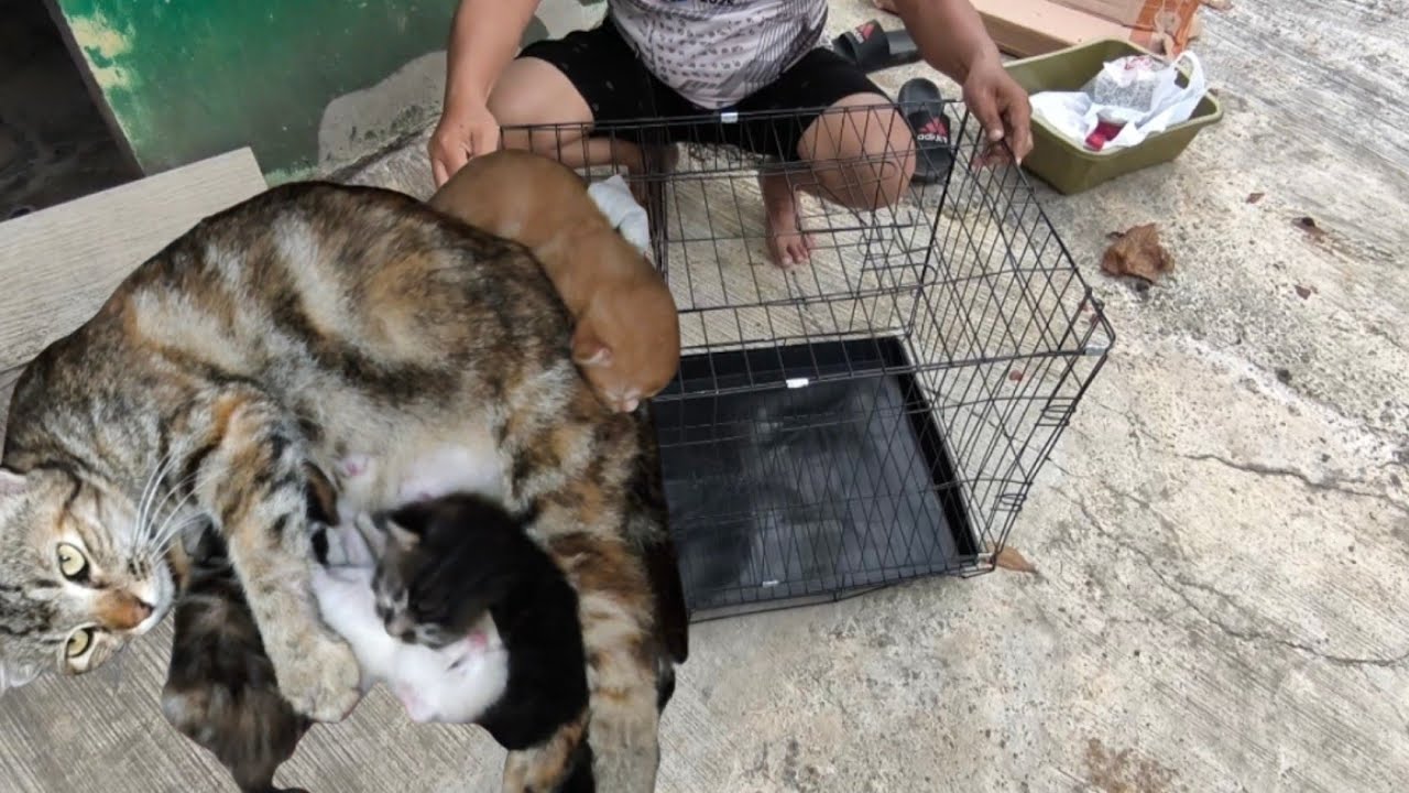 KANDANG BARU BUAT CALICHO  DAN 4 ANAKNYA #cat #kucingliar 